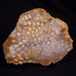 FOSSIL CORAL, Lower Pliocene, Indonesia YSC096
