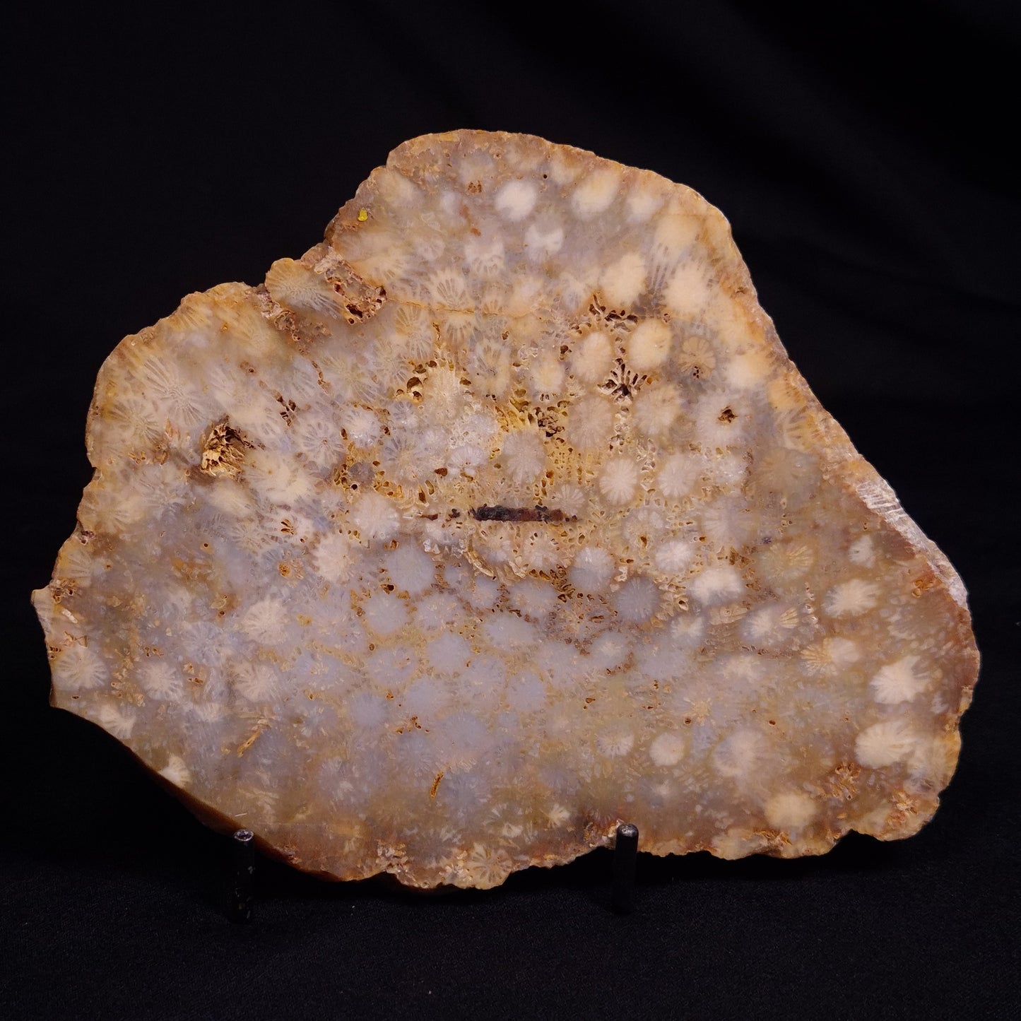 FOSSIL CORAL, Lower Pliocene, Indonesia YSC096