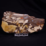 PEANUT WOOD PETRIFIED WOOD, Cretaceous, Australia ZPW013