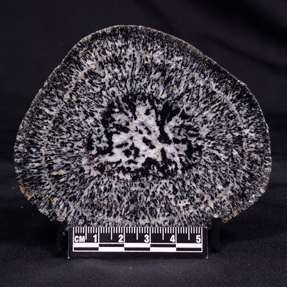 ORBICULAR GRANITE NODULE, Australia YOG013
