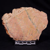 STROMATOLITE MICROBIAL MAT, Strelley Pool Formation, Archean, Australia ZSP050