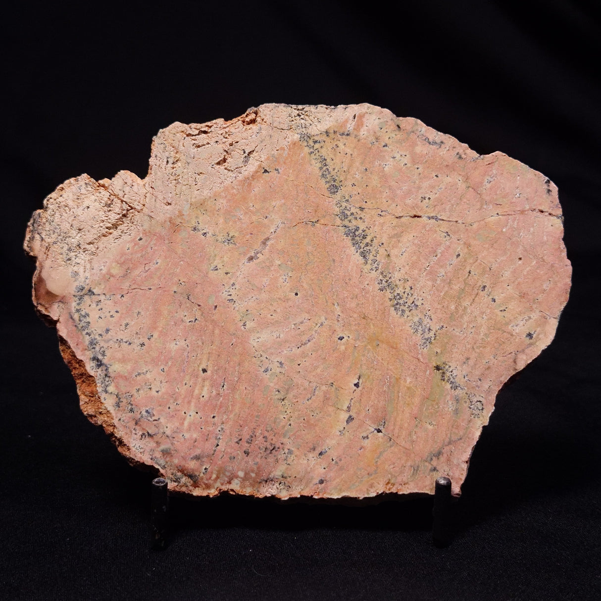 STROMATOLITE MICROBIAL MAT, Strelley Pool Formation, Archean, Australia ZSP050