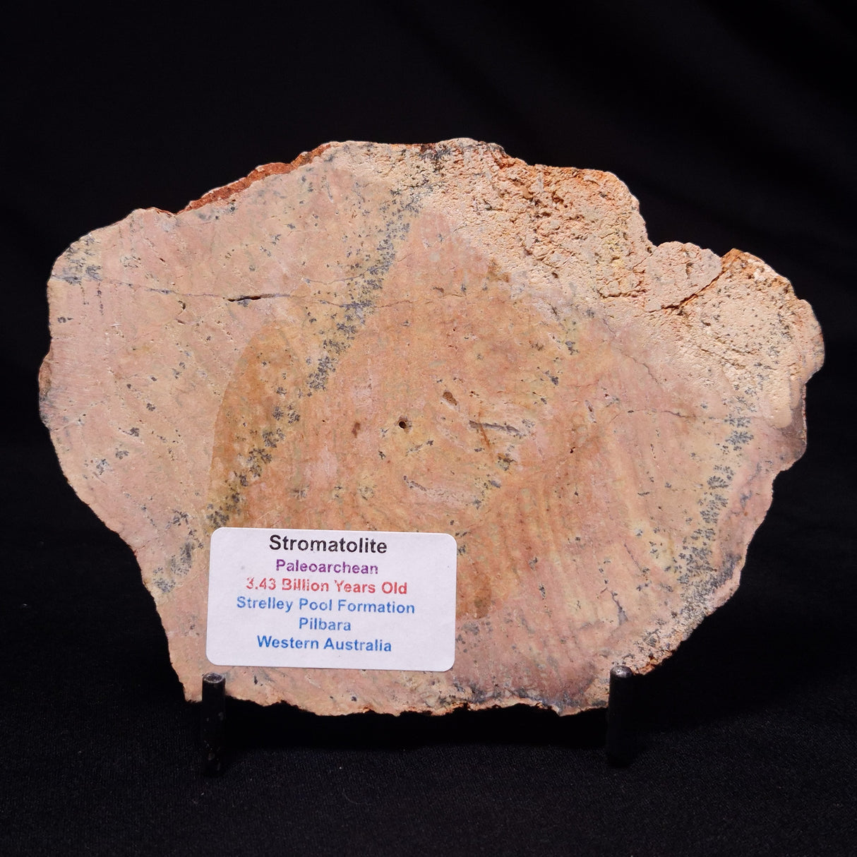 STROMATOLITE MICROBIAL MAT, Strelley Pool Formation, Archean, Australia ZSP050