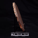 STROMATOLITE MICROBIAL MAT, Strelley Pool Formation, Archean, Australia ZSP050