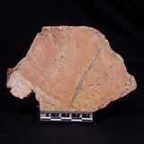 STROMATOLITE MICROBIAL MAT, Strelley Pool Formation, Archean, Australia ZSP051