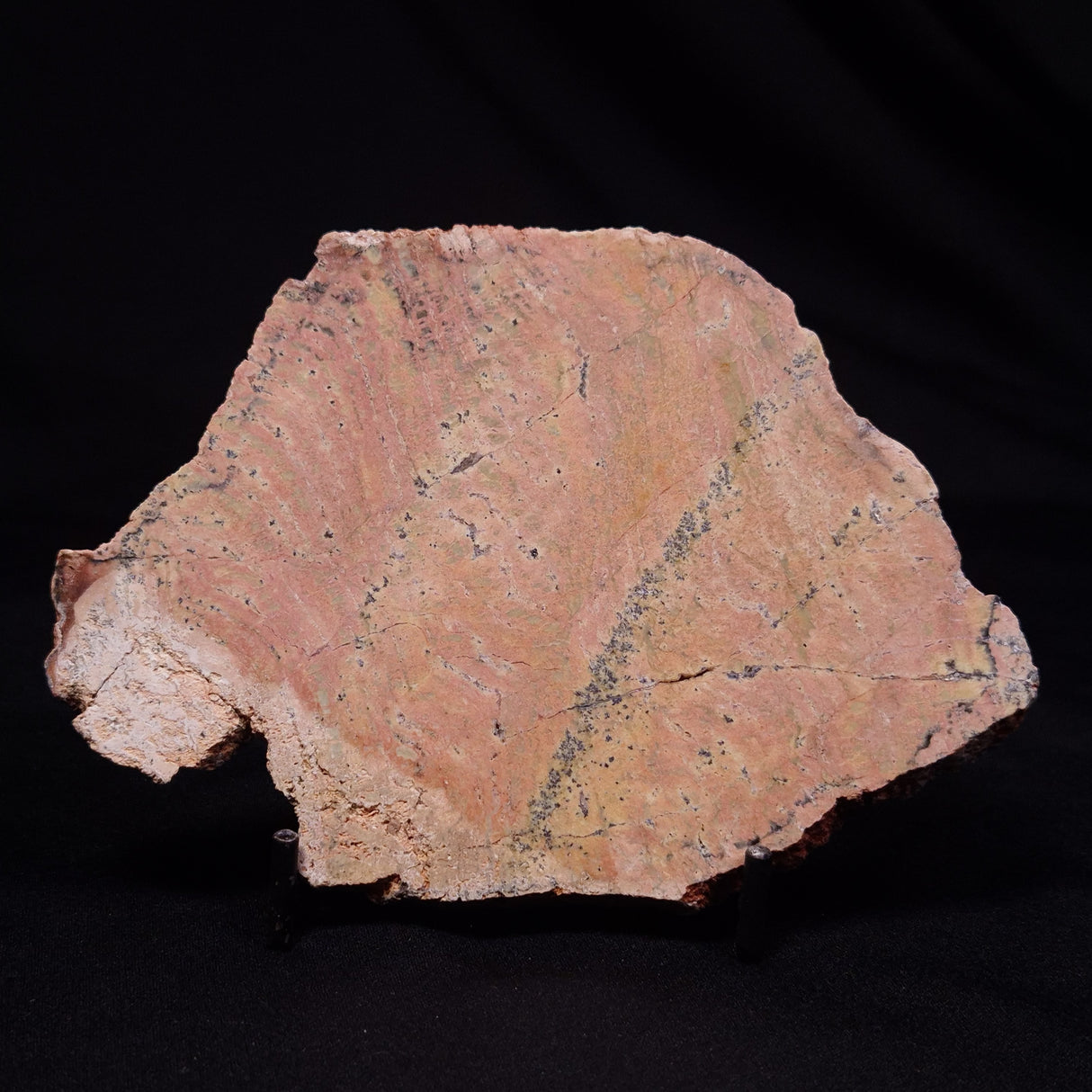 STROMATOLITE MICROBIAL MAT, Strelley Pool Formation, Archean, Australia ZSP051