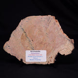 STROMATOLITE MICROBIAL MAT, Strelley Pool Formation, Archean, Australia ZSP051