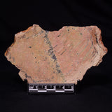 STROMATOLITE MICROBIAL MAT, Strelley Pool Formation, Archean, Australia ZSP052