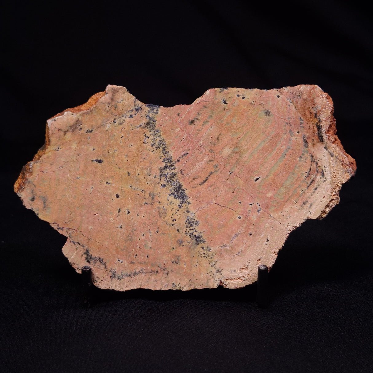 STROMATOLITE MICROBIAL MAT, Strelley Pool Formation, Archean, Australia ZSP052