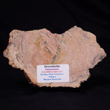 STROMATOLITE MICROBIAL MAT, Strelley Pool Formation, Archean, Australia ZSP052
