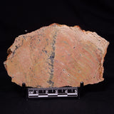 STROMATOLITE MICROBIAL MAT, Strelley Pool Formation, Archean, Australia ZSP053