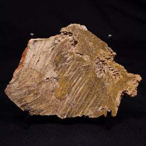 Stromatolite - Australia