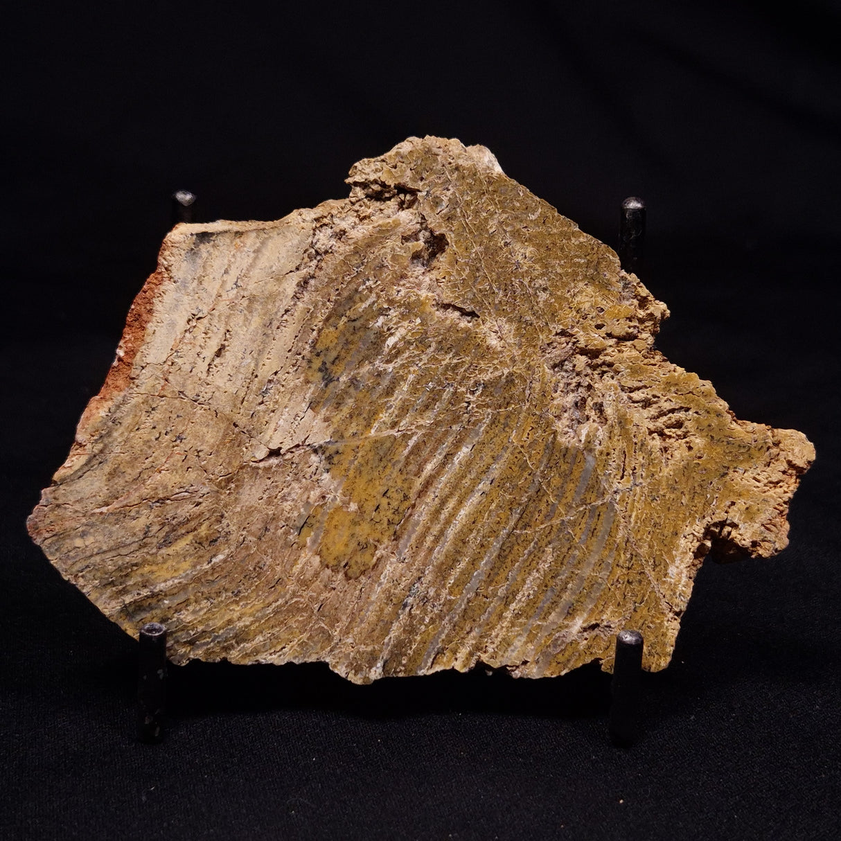 STROMATOLITE MICROBIAL MAT, Strelley Pool Formation, Archean, Australia ZSP054