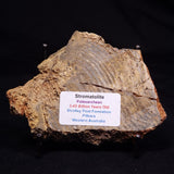 STROMATOLITE MICROBIAL MAT, Strelley Pool Formation, Archean, Australia ZSP054