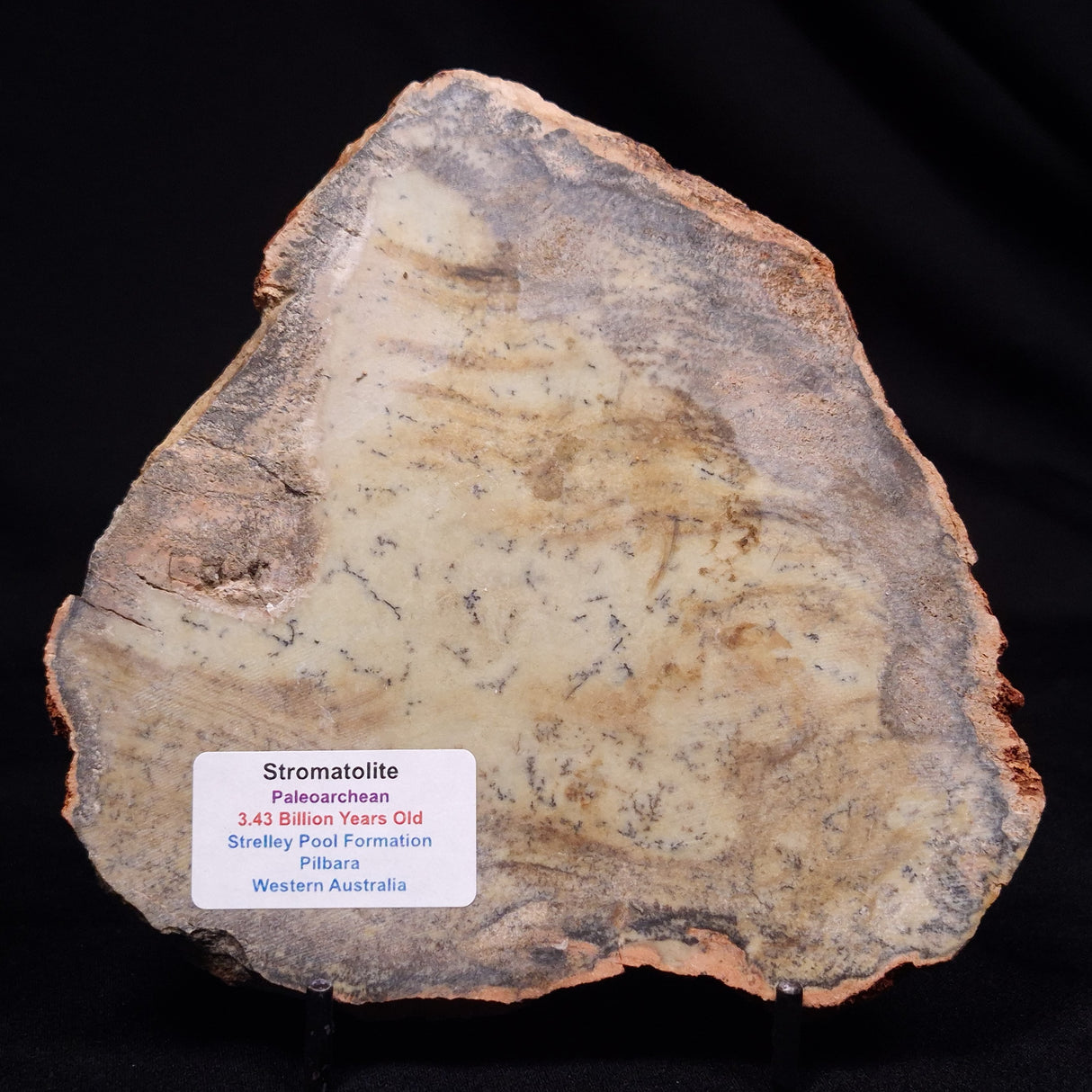 STROMATOLITE MICROBIAL MAT, Strelley Pool Formation, Archean, Australia ZSP055