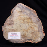 STROMATOLITE MICROBIAL MAT, Strelley Pool Formation, Archean, Australia ZSP055
