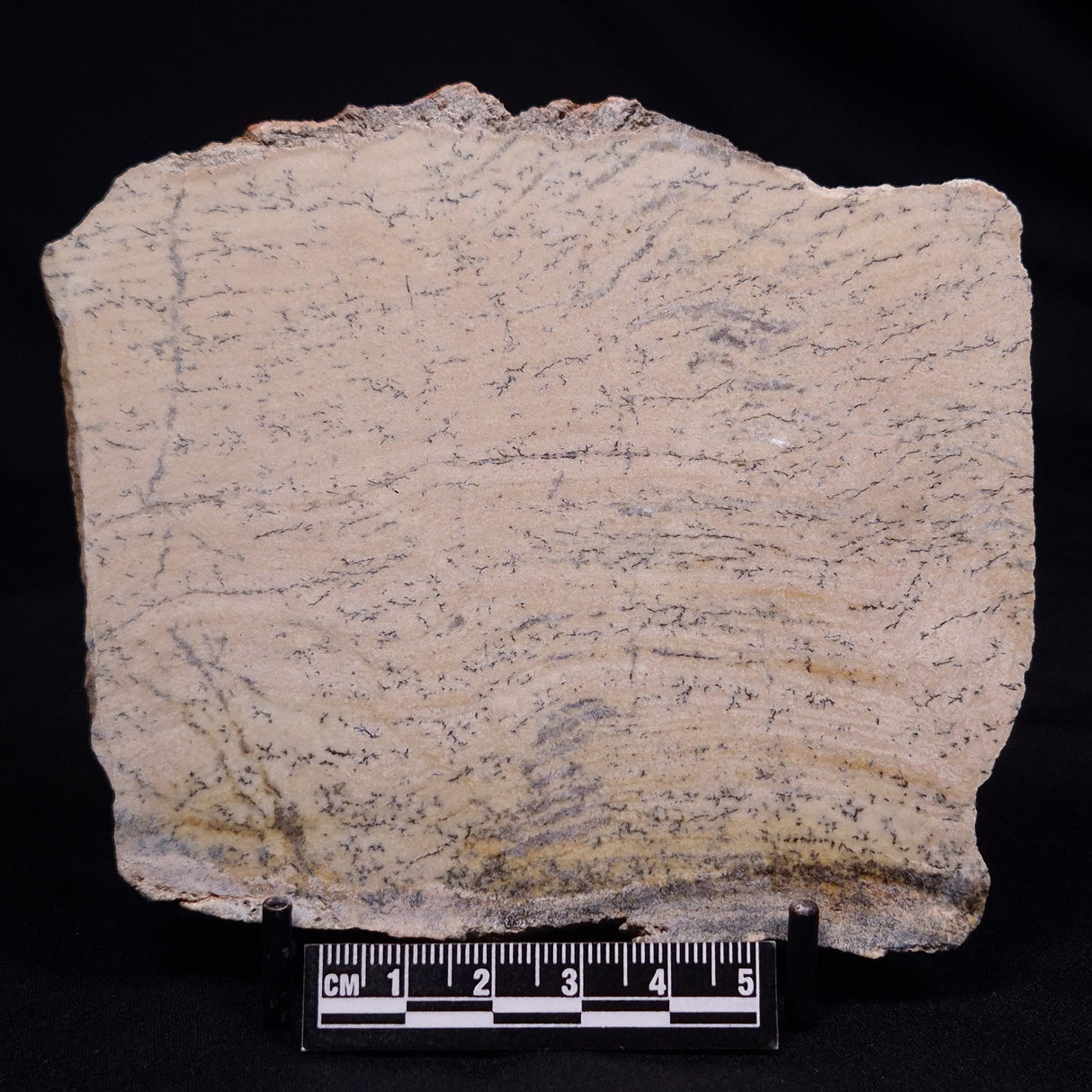 STROMATOLITE MICROBIAL MAT, Strelley Pool Formation, Archean, Australia ZSP056
