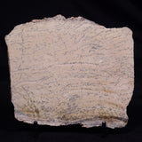 STROMATOLITE MICROBIAL MAT, Strelley Pool Formation, Archean, Australia ZSP056