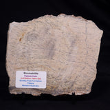 STROMATOLITE MICROBIAL MAT, Strelley Pool Formation, Archean, Australia ZSP056