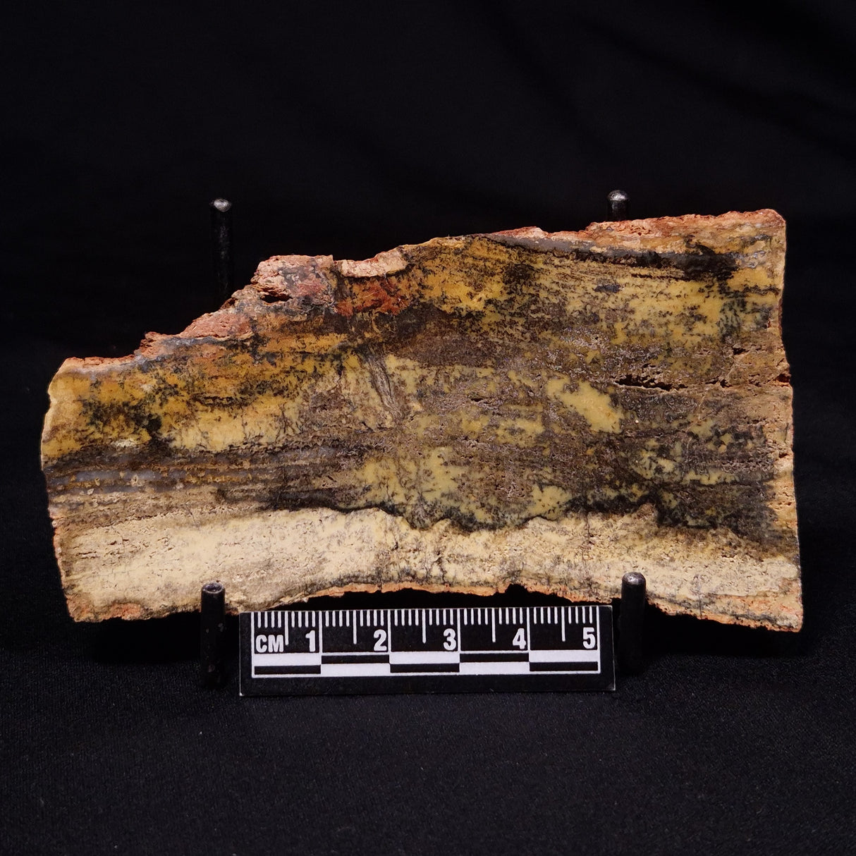 STROMATOLITE MICROBIAL MAT, Strelley Pool Formation, Archean, Australia ZSP057
