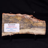 STROMATOLITE MICROBIAL MAT, Strelley Pool Formation, Archean, Australia ZSP057