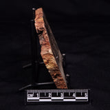 STROMATOLITE MICROBIAL MAT, Strelley Pool Formation, Archean, Australia ZSP057