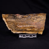 STROMATOLITE MICROBIAL MAT, Strelley Pool Formation, Archean, Australia ZSP058