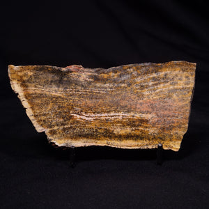 Stromatolite - Australia