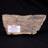 STROMATOLITE MICROBIAL MAT, Strelley Pool Formation, Archean, Australia ZSP058
