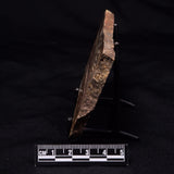 STROMATOLITE MICROBIAL MAT, Strelley Pool Formation, Archean, Australia ZSP058