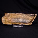 STROMATOLITE MICROBIAL MAT, Strelley Pool Formation, Archean, Australia ZSP059