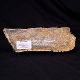 STROMATOLITE MICROBIAL MAT, Strelley Pool Formation, Archean, Australia ZSP059