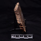 STROMATOLITE MICROBIAL MAT, Strelley Pool Formation, Archean, Australia ZSP059