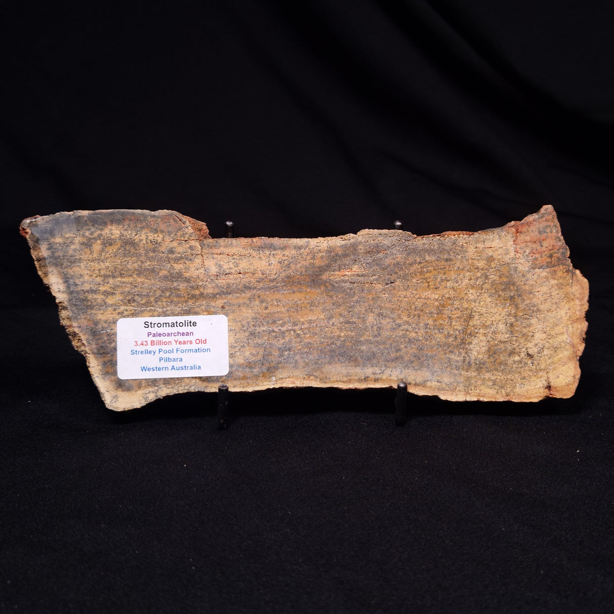 STROMATOLITE MICROBIAL MAT, Strelley Pool Formation, Archean, Australia ZSP060