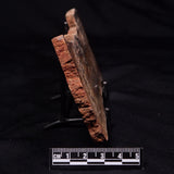 STROMATOLITE MICROBIAL MAT, Strelley Pool Formation, Archean, Australia ZSP060