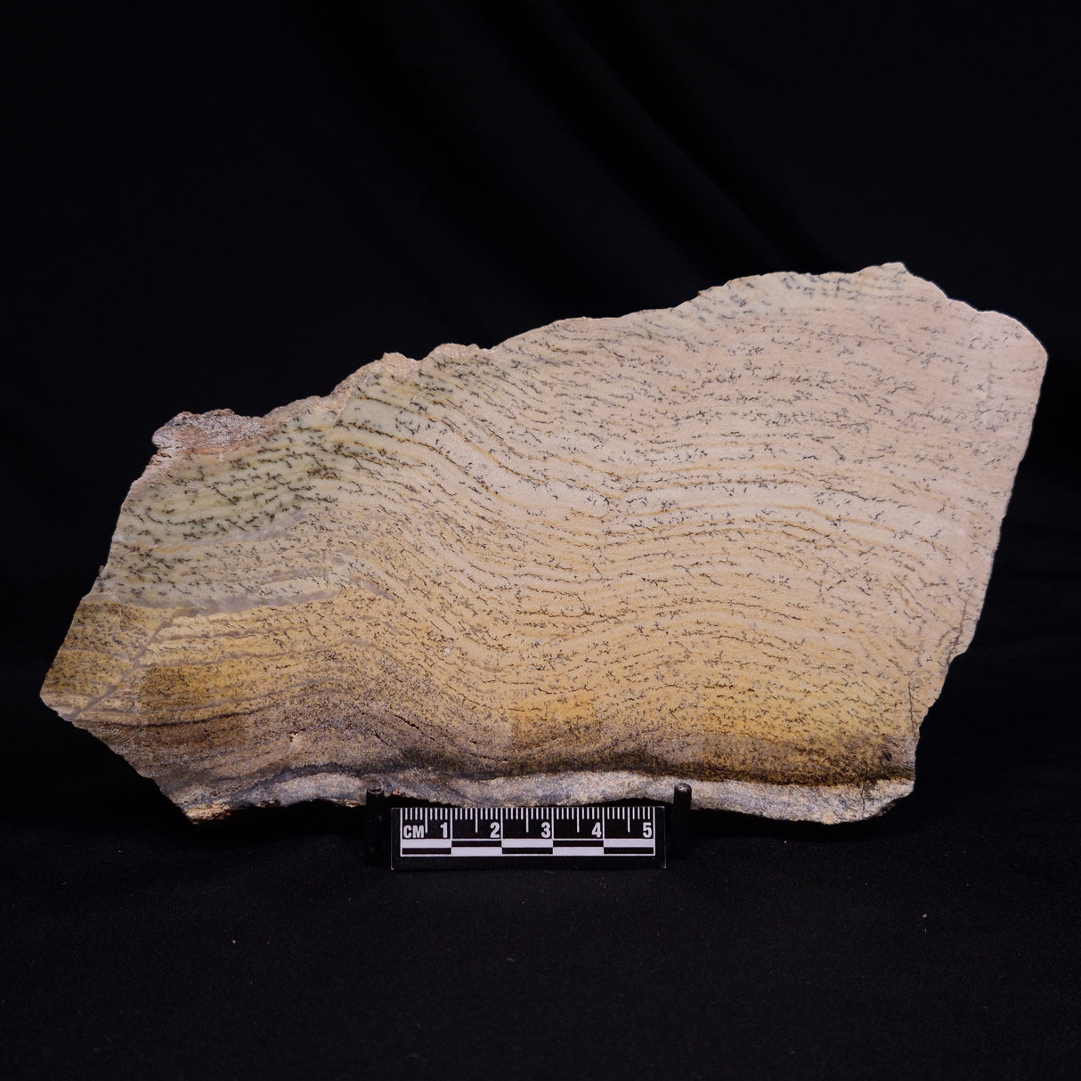 STROMATOLITE MICROBIAL MAT, Strelley Pool Formation, Archean, Australia ZSP044