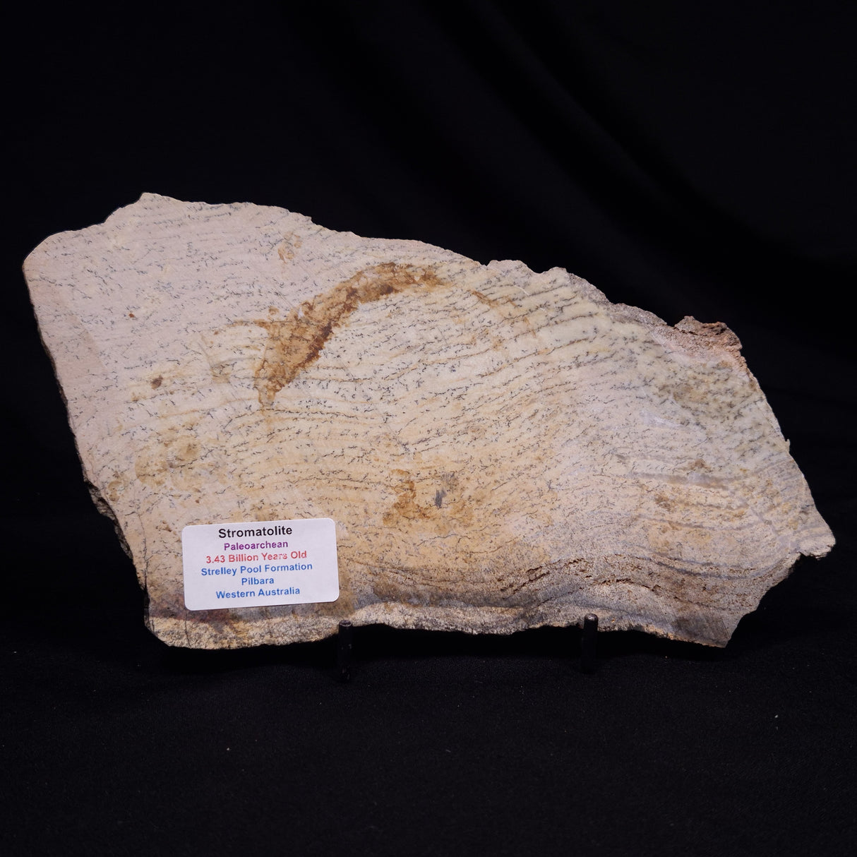 STROMATOLITE MICROBIAL MAT, Strelley Pool Formation, Archean, Australia ZSP044