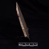 STROMATOLITE MICROBIAL MAT, Strelley Pool Formation, Archean, Australia ZSP044