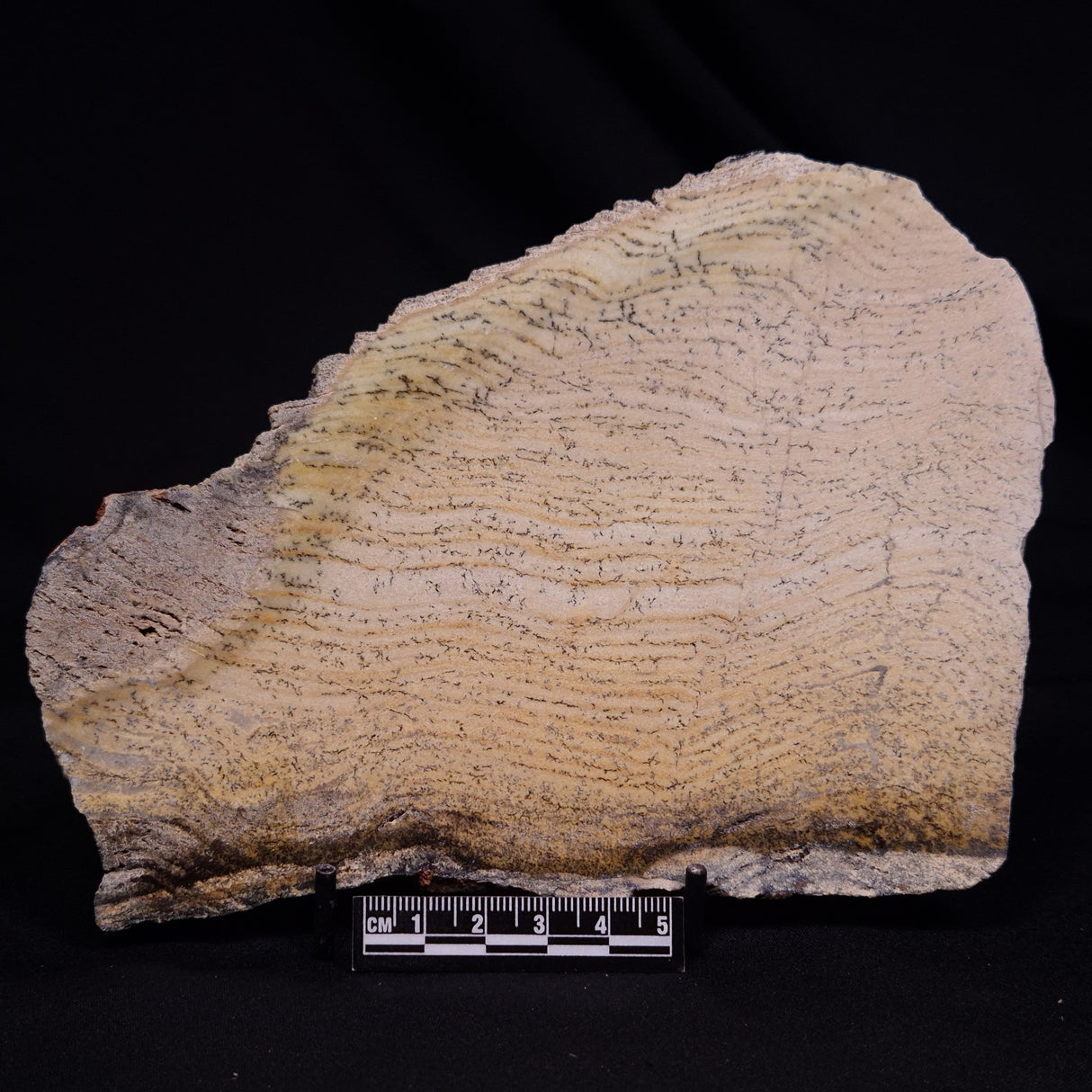 STROMATOLITE MICROBIAL MAT, Strelley Pool Formation, Archean, Australia ZSP045