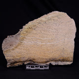 STROMATOLITE MICROBIAL MAT, Strelley Pool Formation, Archean, Australia ZSP045