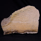 STROMATOLITE MICROBIAL MAT, Strelley Pool Formation, Archean, Australia ZSP045