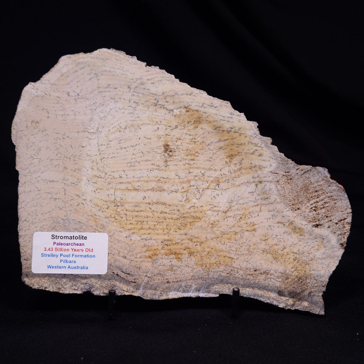 STROMATOLITE MICROBIAL MAT, Strelley Pool Formation, Archean, Australia ZSP045