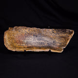 STROMATOLITE MICROBIAL MAT, Strelley Pool Formation, Archean, Australia ZSP046