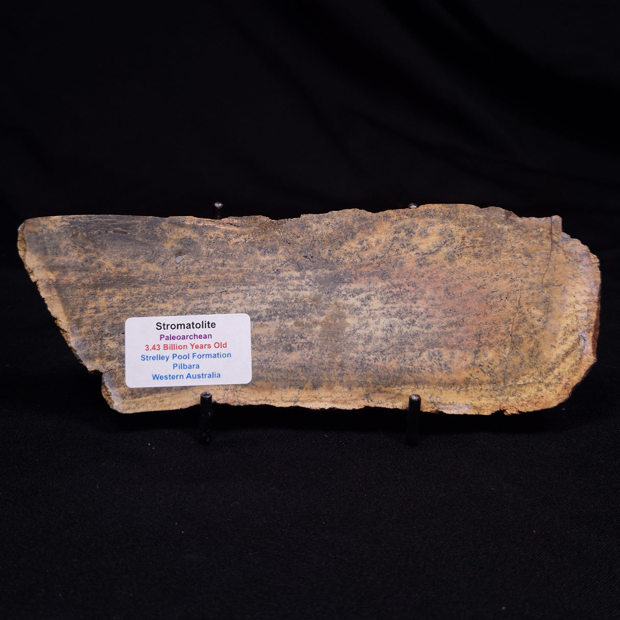 STROMATOLITE MICROBIAL MAT, Strelley Pool Formation, Archean, Australia ZSP046