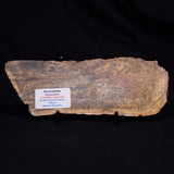 STROMATOLITE MICROBIAL MAT, Strelley Pool Formation, Archean, Australia ZSP046