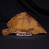 STROMATOLITE MICROBIAL MAT, Strelley Pool Formation, Archean, Australia ZSP061