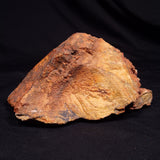 STROMATOLITE MICROBIAL MAT, Strelley Pool Formation, Archean, Australia ZSP061