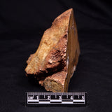 STROMATOLITE MICROBIAL MAT, Strelley Pool Formation, Archean, Australia ZSP061