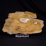 STROMATOLITE MICROBIAL MAT, Strelley Pool Formation, Archean, Australia ZSP047