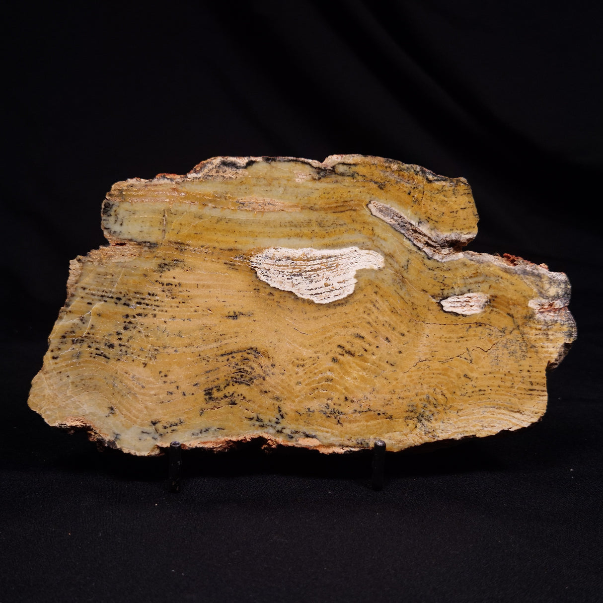 STROMATOLITE MICROBIAL MAT, Strelley Pool Formation, Archean, Australia ZSP047